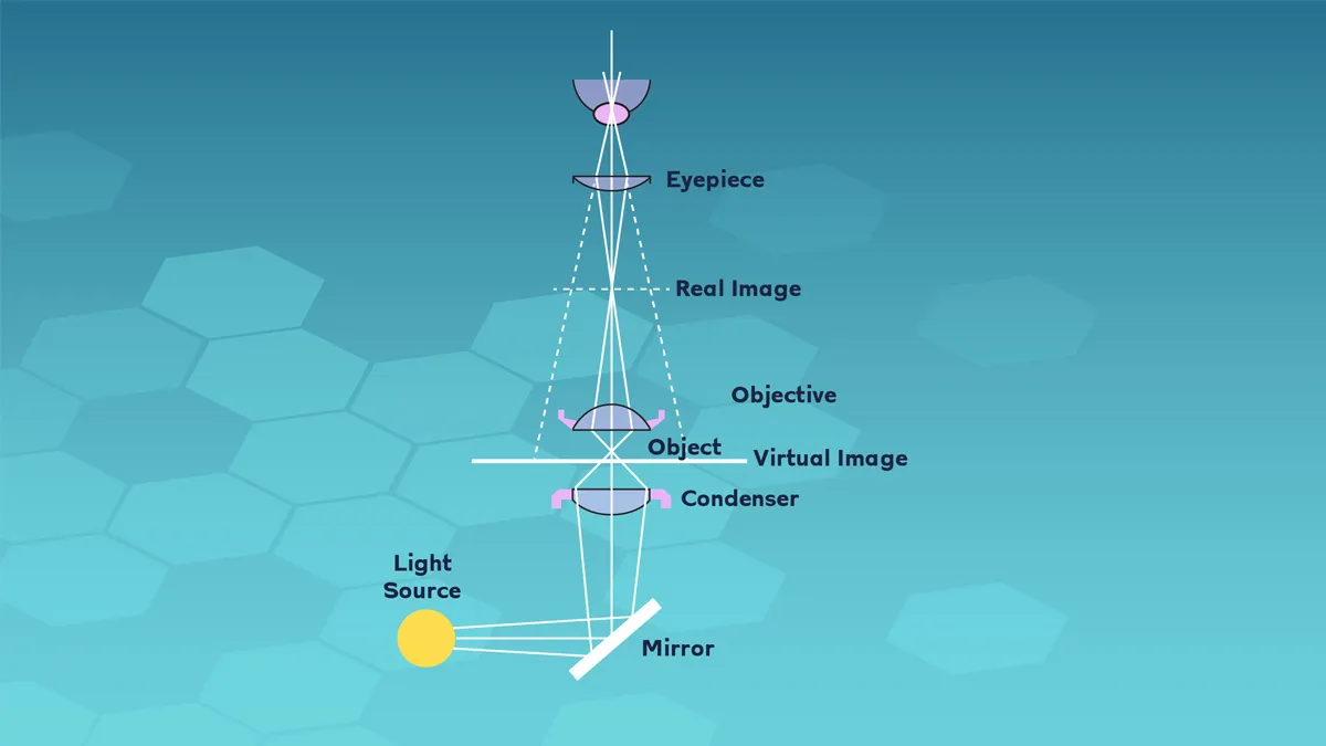 The working principle of light microscope